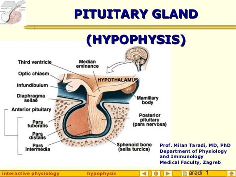 Hypophysis (Pituitary Gland)