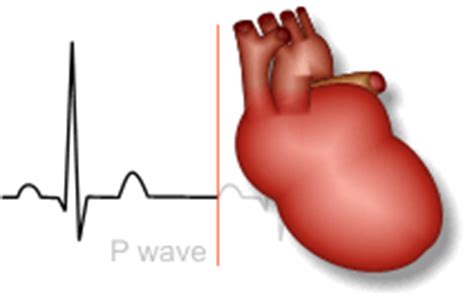 Heart Ecg Gif