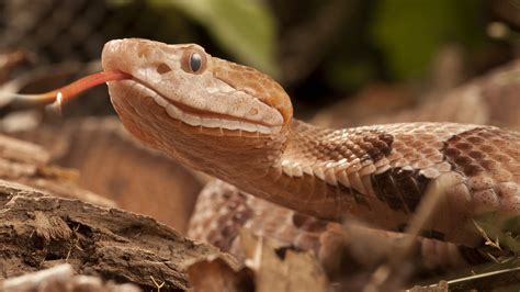 Copperhead snakes: Facts, bites & babies | Live Science