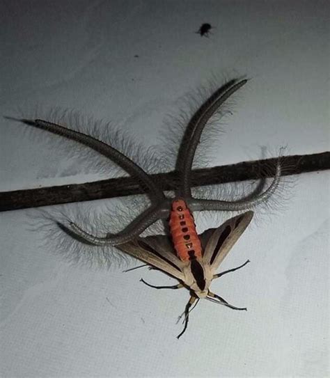 An australian moth. It flies btw : awfuleverything | 生き物, アオミノウミウシ, サソリモドキ