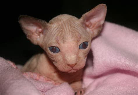 OC Sphynx Kittens: Adorable Sphynx Kittens Available in time for December.