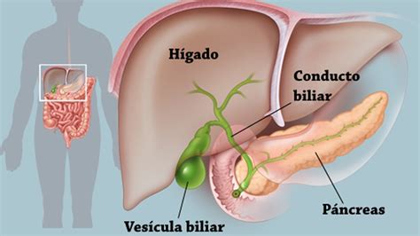 Esquema del hígado ¡Fotos & Guía 2024!