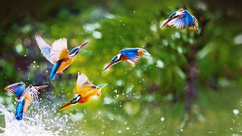 Birds HD Desktop Wallpapers - Top Free Birds HD Desktop Backgrounds - WallpaperAccess