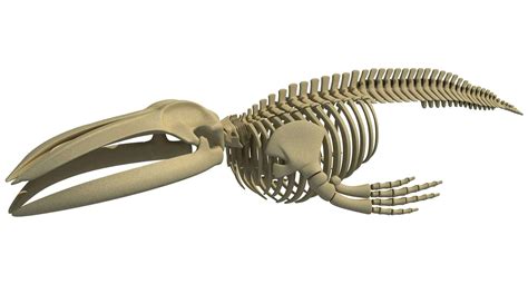 Blue Whale Skeleton - 3D Model by 3D Horse