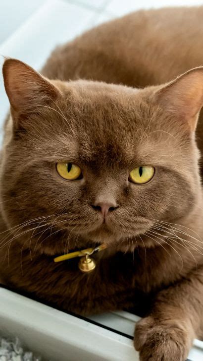 Brown British Shorthair: Unveiling Surprising Facts And Unique Traits Of This Cat Breed For ...