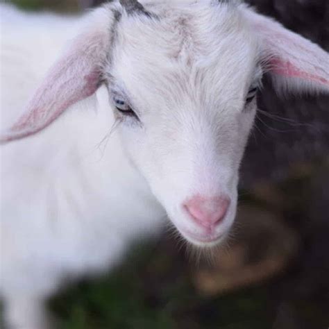 Pygmy Goat - How to Raise as a Pet - Boots & Hooves Homestead