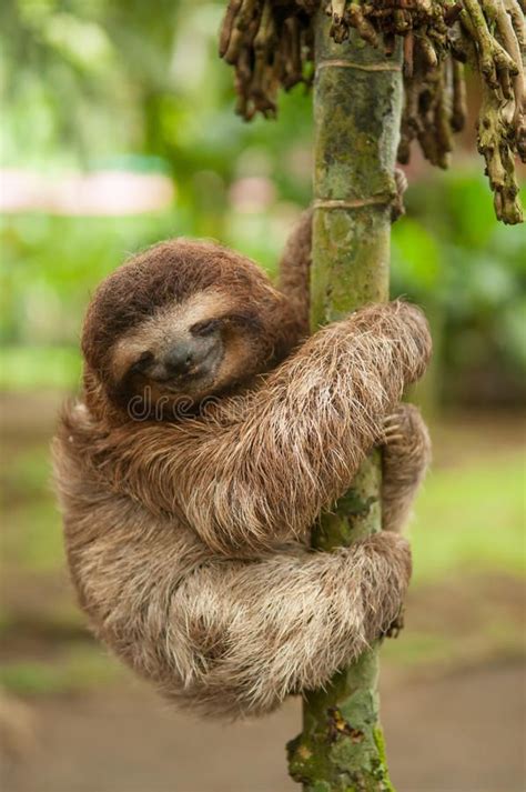 a brown and white sloth hanging from a tree