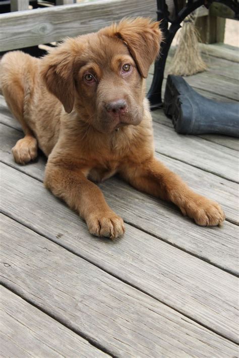 Goldador Puppies Chocolate Lab Golden Retriever Mix - Golden retriever & Lab mix puppies ...