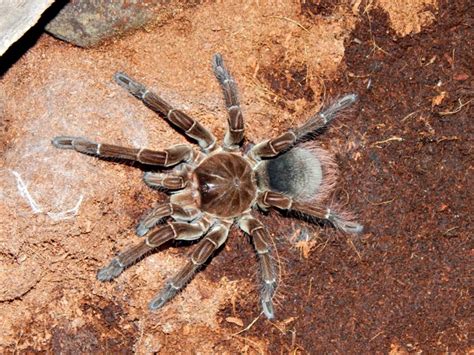 Goliath Birdeater Tarantulas Seldom Eat Birds - Owlcation