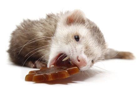 Best Ferret Food: Top Brands and Ferret Diet Options - Pet Territory