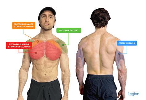 How to Dumbbell Bench Press: Form, Benefits, and Variations | Legion