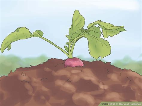 How to Harvest Radishes: 12 Steps (with Pictures) - wikiHow