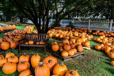 pumpkin, Patch, Halloween, Autumn Wallpapers HD / Desktop and Mobile ...