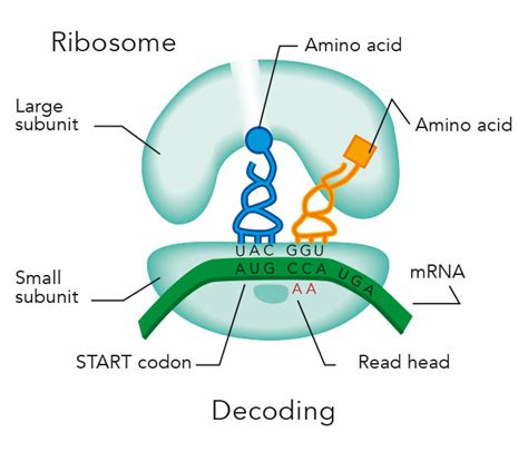 Choreographed movement – unlocking the inner workings of the ribosome in protein synthesis