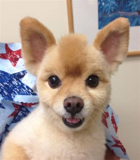 Wilkinson Animal Hospital | Pomeranian haircut, Pomeranian puppy, Pomeranian dog