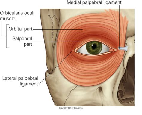 Observed Impulse: Ideal Eye Posture: Relaxing the Lower Eyelid and ...