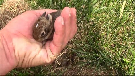 What Do Baby Bunnies Look Like - Katynel