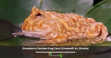 Strawberry Pacman Frog Care: [Cranwelli Vs. Ornata]