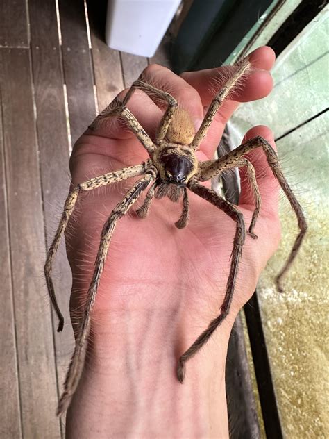 Golden huntsman. The biggest huntsman spider in Australia, occasionally ...