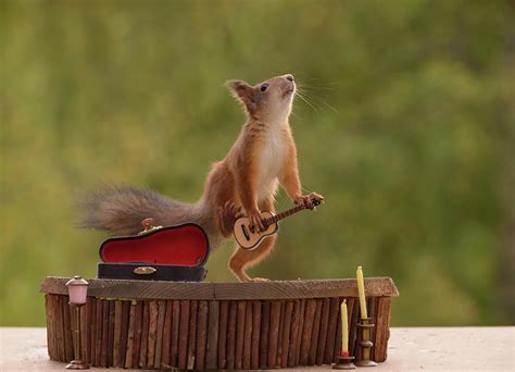 Red Squirrel Playing Guitar Photograph by Geert Weggen - Fine Art America