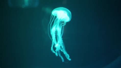 Red Giant Jellyfish Medusa in Stock Footage Video (100% Royalty-free ...