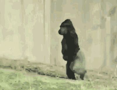 Funny Animals Walking GIF - FunnyAnimals Walking Gorilla - Discover ...