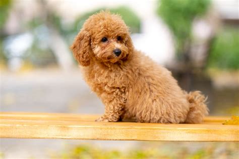 Toy Poodle | Adorable, Graceful, And Loyal - WAF