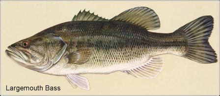 Largemouth Bass, Fishing Facts, Bass Habitat, Bass Spawn, Micropterus Salmoides