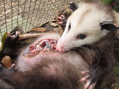 These people pick the pouches of possum roadkill — to save the babies ...