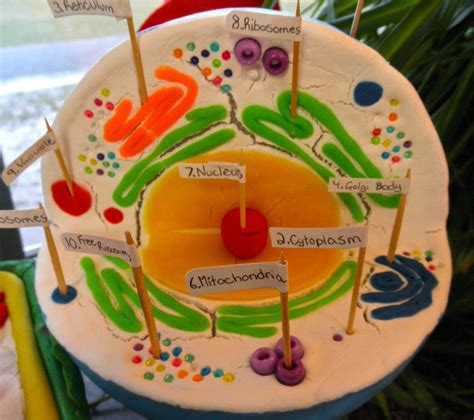 Plant Cell Project 3d Model