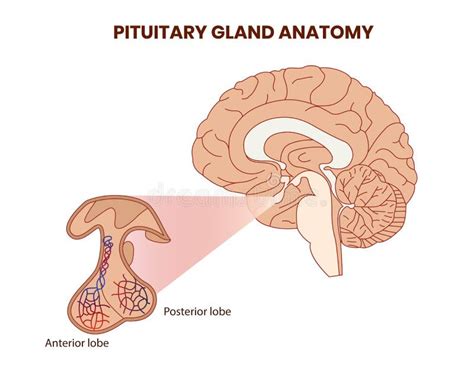 Pitutary Gland Anatomy Illustration. Hypophysis Vector Stock Vector - Illustration of graphic ...