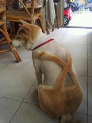 35 funny dog haircuts: These dogs are the real victims of laughter here!