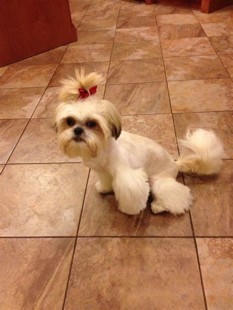 Maltese Shih Tzu Hair Cut - Shih Tzu Dog