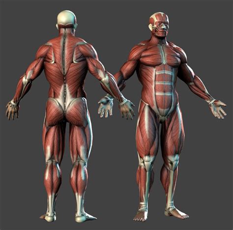 Lowpoly Anatomy model (muscles bones) 3D Model