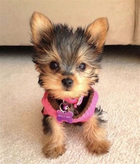 Yorkie Poo Colors Guide (Black, White, Brown, Merle, Red etc ...