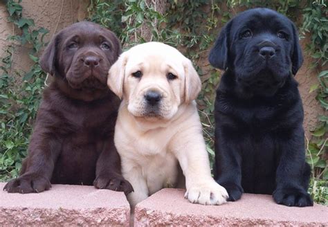 English Lab Puppies