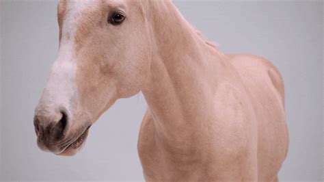 Horse GIFs - Find & Share on GIPHY