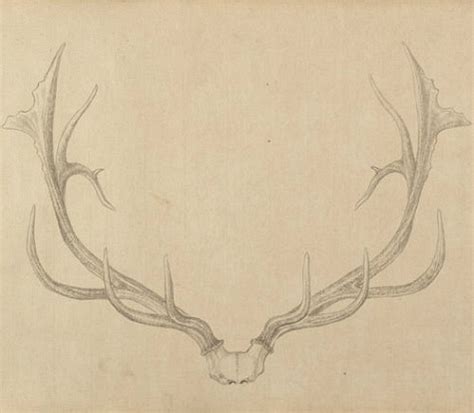 Elk Antler Drawing at PaintingValley.com | Explore collection of Elk Antler Drawing