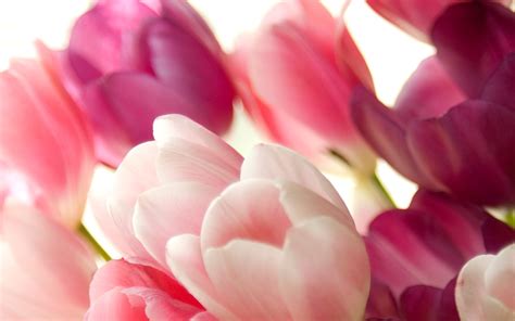 Pink and white tulips HD wallpaper | Wallpaper Flare