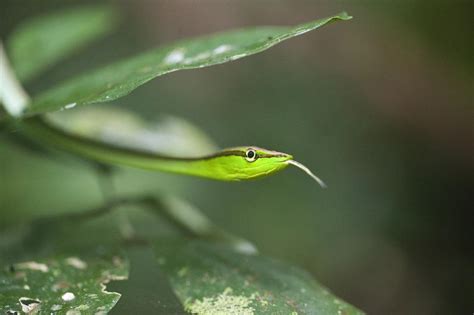 Green Vine Snake | Gordon W. Dimmig Photography