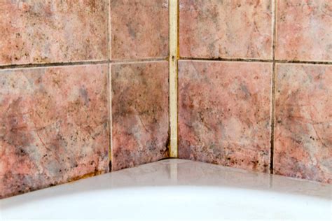 What Causes Mildew Growth in the Bathroom and How Can It Be Prevented? | Rytech