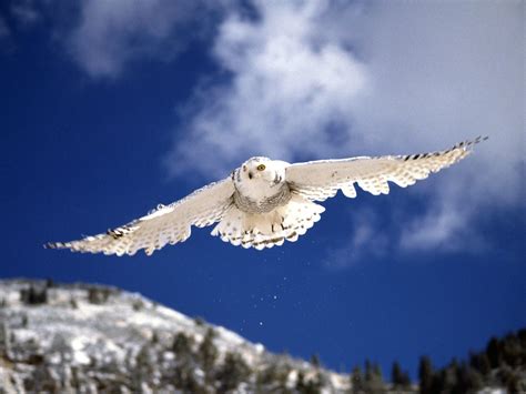 Snowy Owl