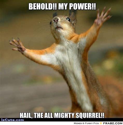 20 Squirrel Memes That Will Melt Your Heart - SayingImages.com