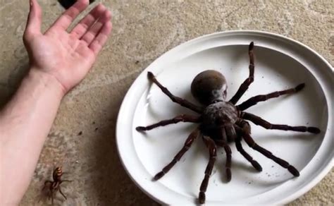 This Spider is Bigger Than Your Face and Can Shoot “Arrows” At You