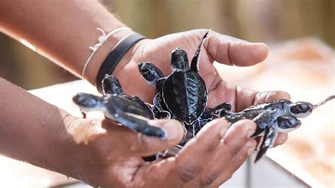 Kosgoda Turtle Hatchery and Gem Workshop Private Tour From Bentota ...