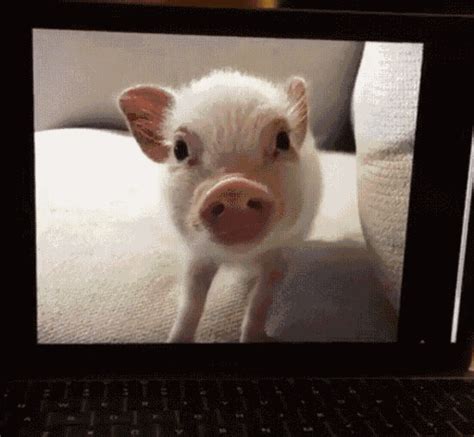 Pig GIF - Pig - Discover & Share GIFs