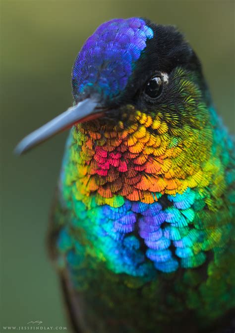 Photographer Captures Close-Up of Fiery-Throated Hummingbird's Dazzling Rainbow Neck