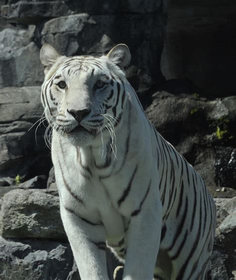 Bengal Tiger - Cougar Mountain Zoo