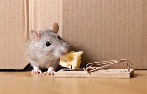 Effective Mouse Traps You Can Use at Your Home