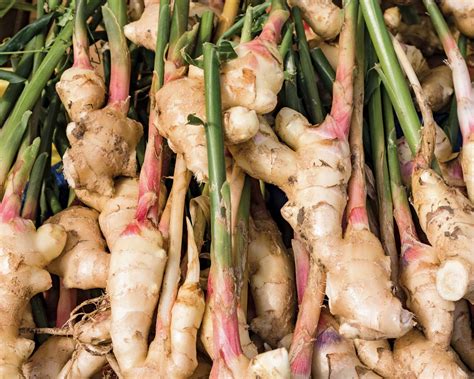 Ginger Live Rhizomes Zingiber Officinale Plant Zingiber | Etsy